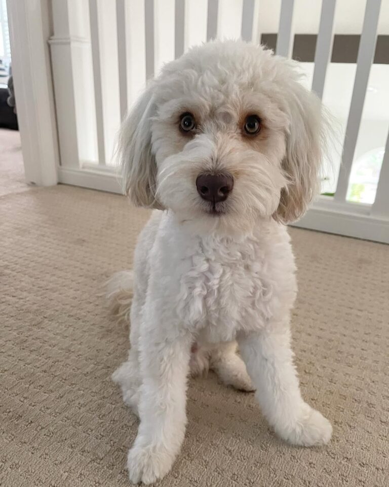 goldendoodle adoption