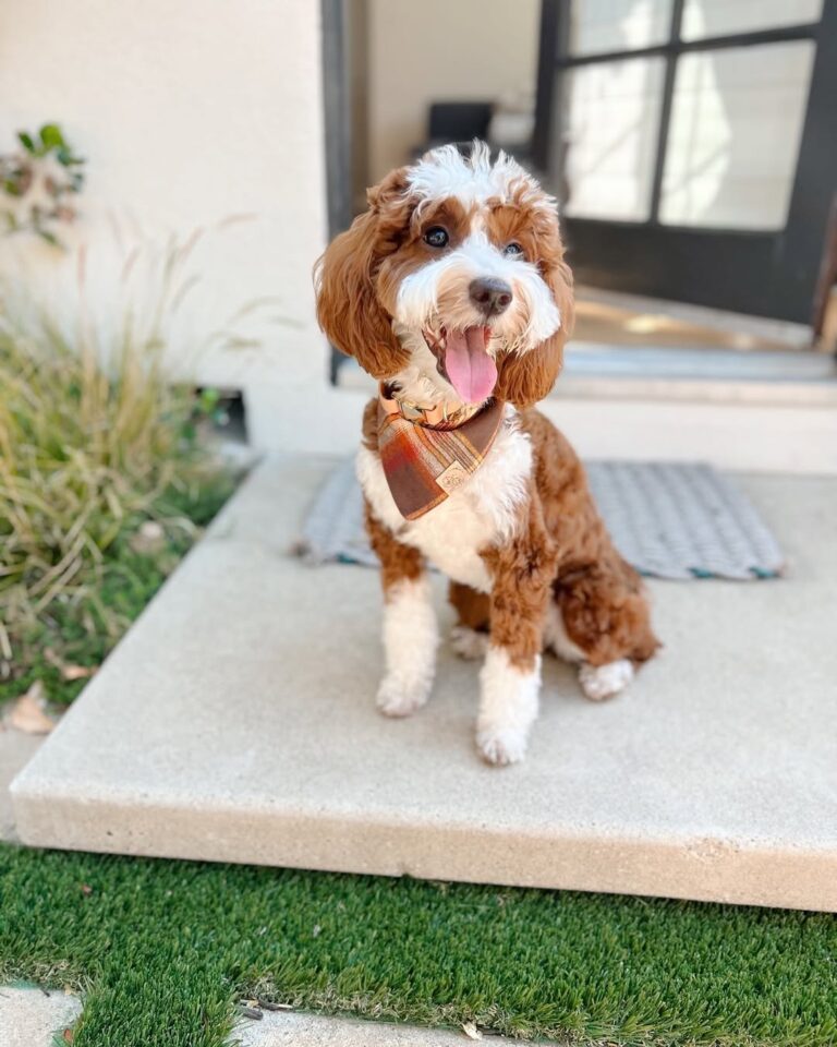 Mini Aussiedoodle breeders in USA
