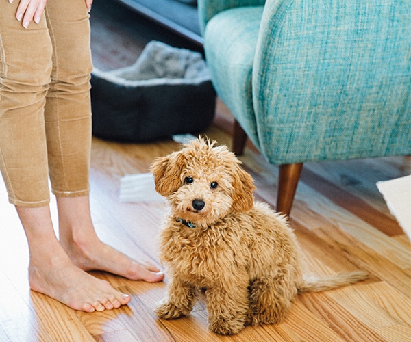 Mini Goldendoodle Breeders Near Me